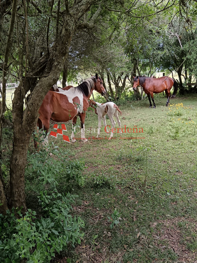 Chacra ID.1973 - VENTA - CHACRA de 2 HAS.  a 200m de ruta 9 