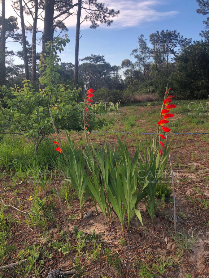 Casa ID.25894 - Espectacular casa en La Barra con gran parque con divina vista al  bosque  