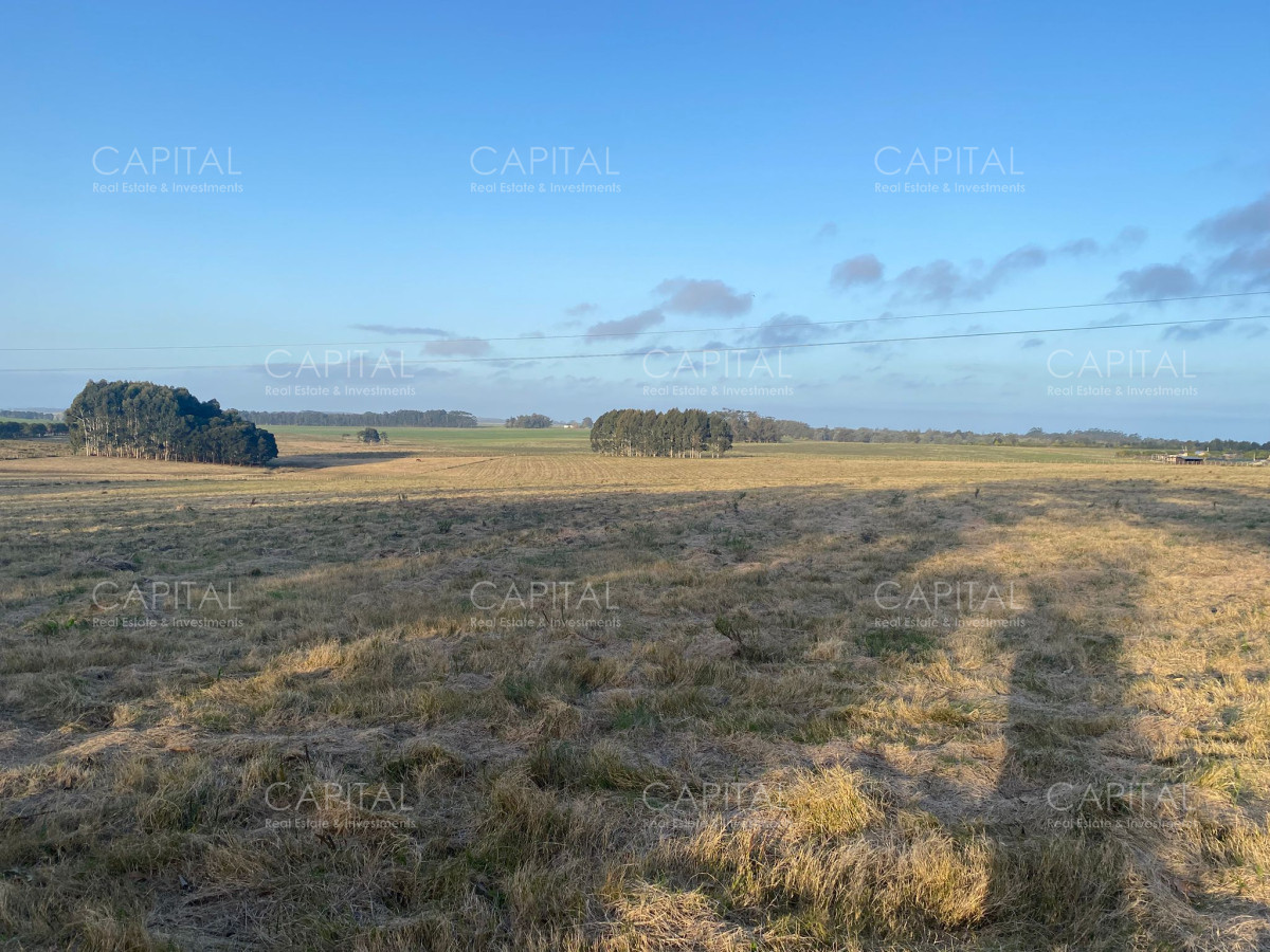 Chacra de 5 has sobre ruta 104 próximo a MACA ,Pueblo Mío, NARBONA La Plantación   - CCP38823H