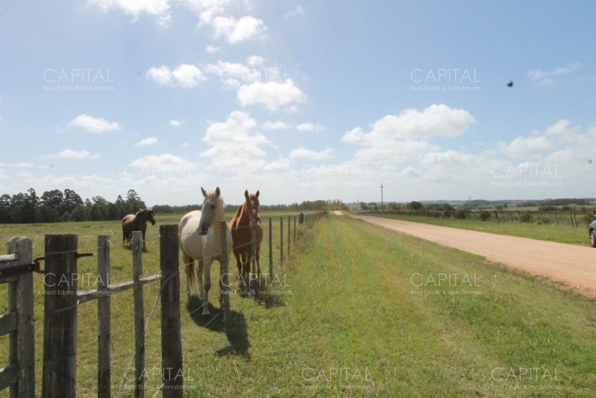 Chacra ID.36637 - Excepcional Chacra 12 HAS en Narbona