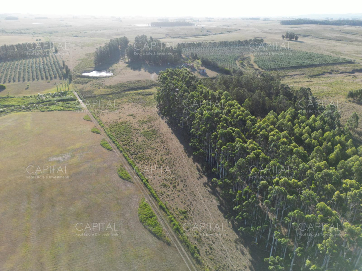 Chacra ID.39820 - Chacra de 31 has José Ignacio 