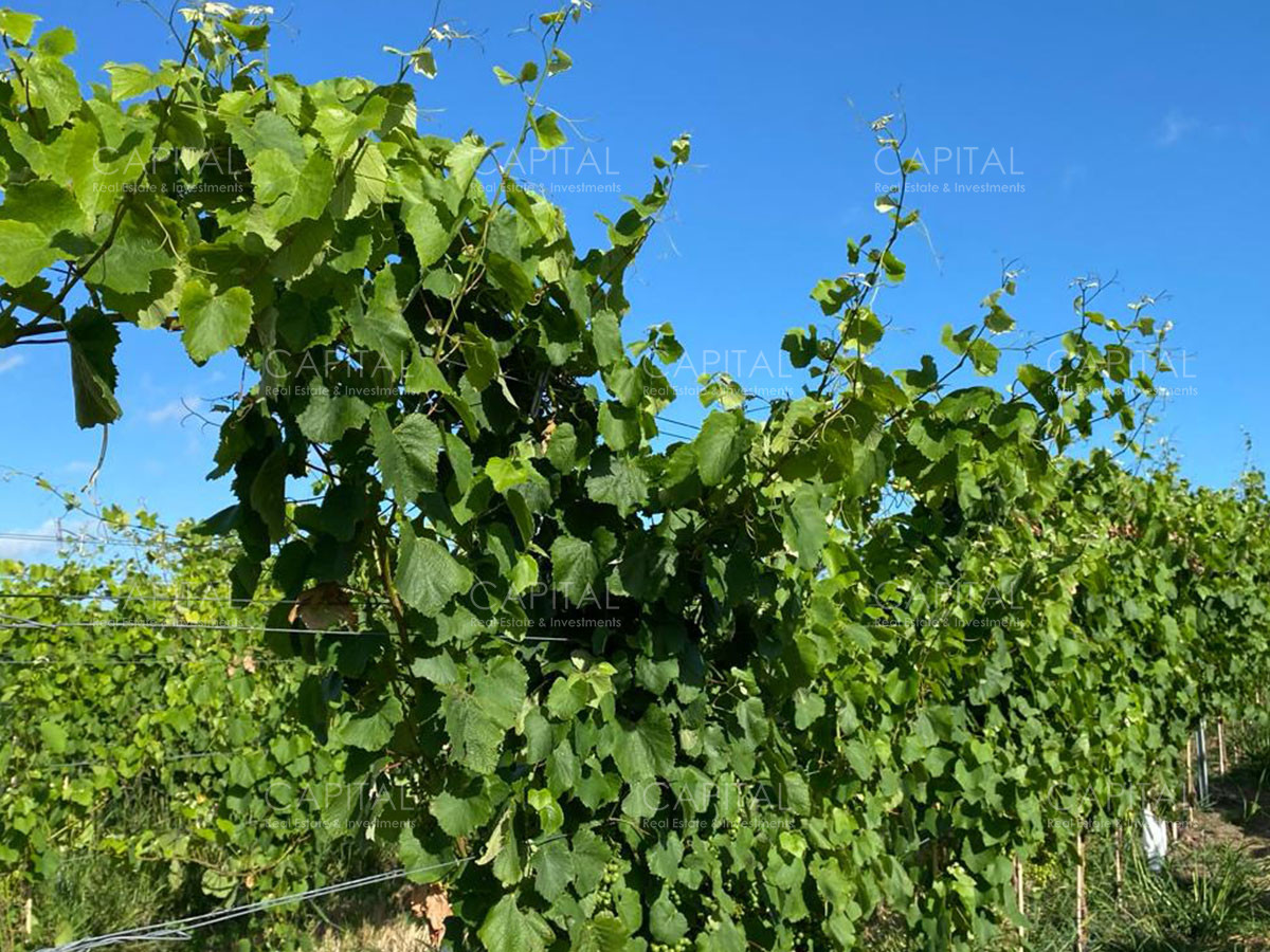 Chacra ID.37799 - CHACRAS Vilaró 