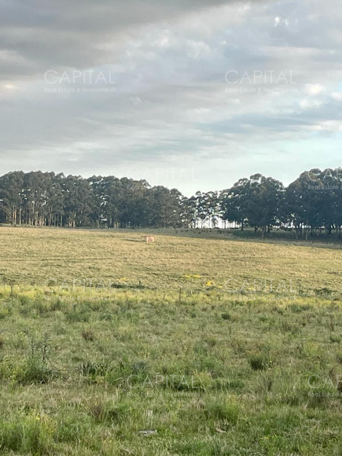 Chacra ID.35457 - Chacra Manantiales Ruta 104 43 hectareas en Venta Frente a MACA Atchugarry Pueblo Mio