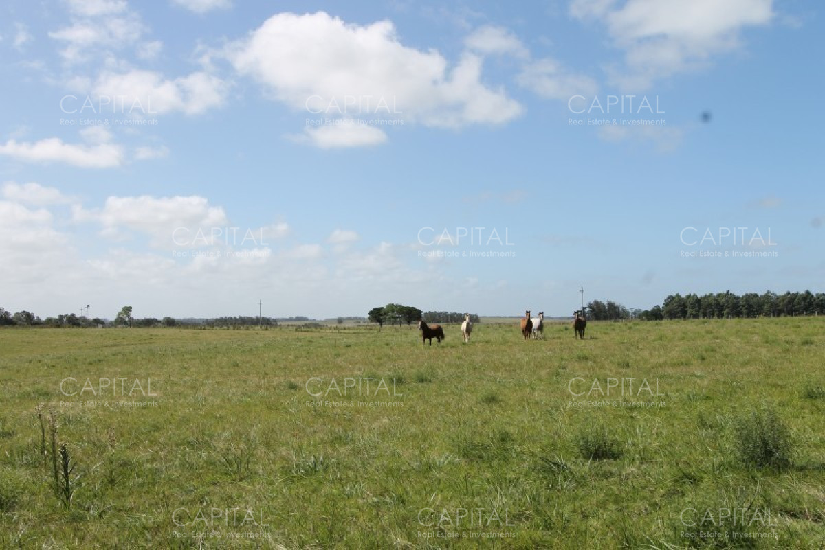 Chacra ID.36637 - Excepcional Chacra 12 HAS en Narbona