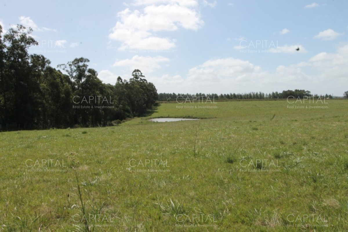 Chacra ID.36637 - Excepcional Chacra 12 HAS en Narbona