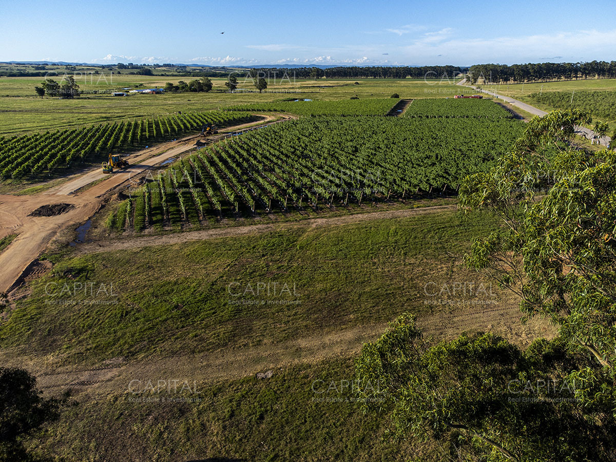 Chacra ID.37799 - CHACRAS Vilaró 