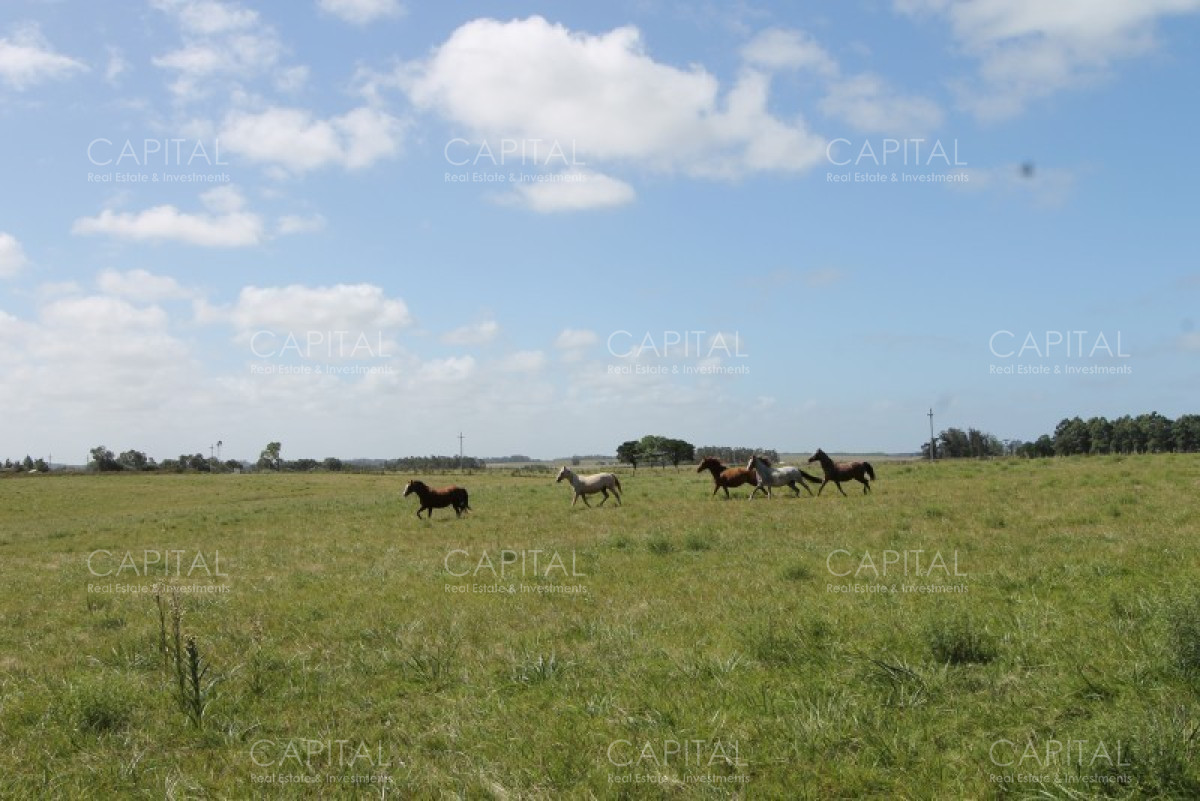 Chacra ID.36637 - Excepcional Chacra 12 HAS en Narbona