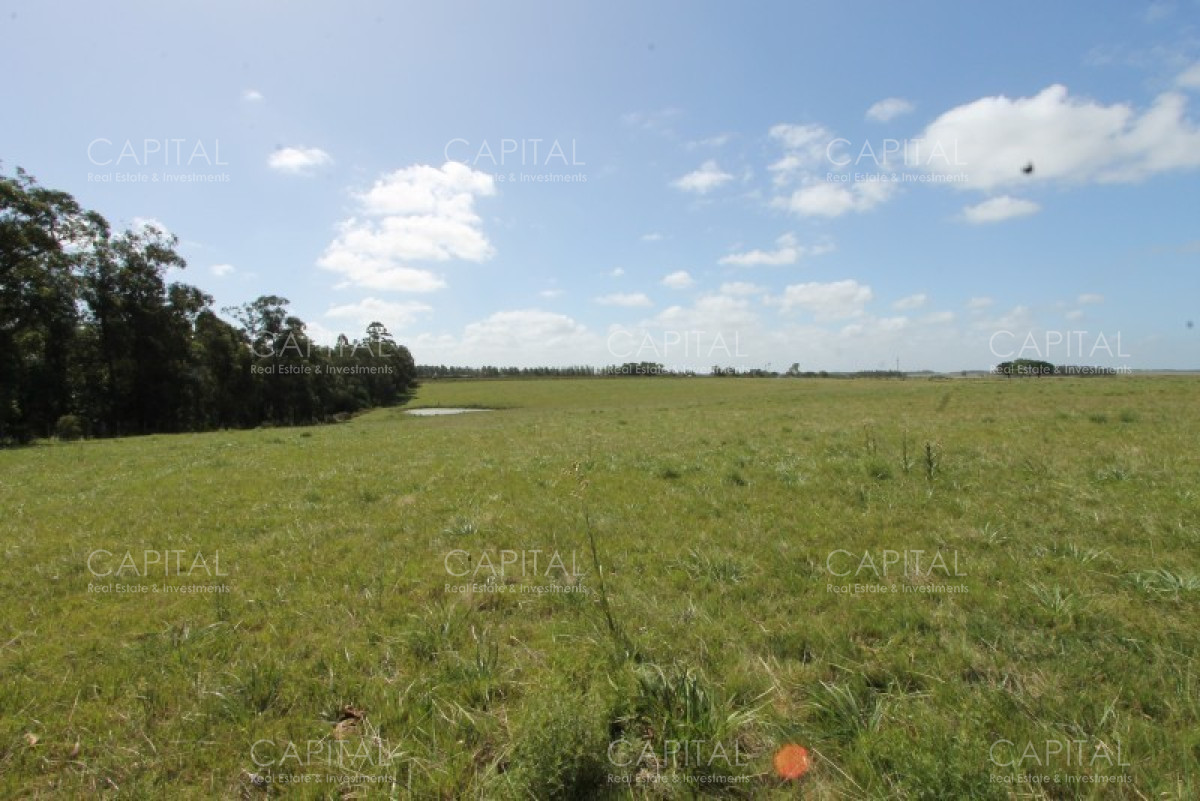 Chacra ID.36637 - Excepcional Chacra 12 HAS en Narbona