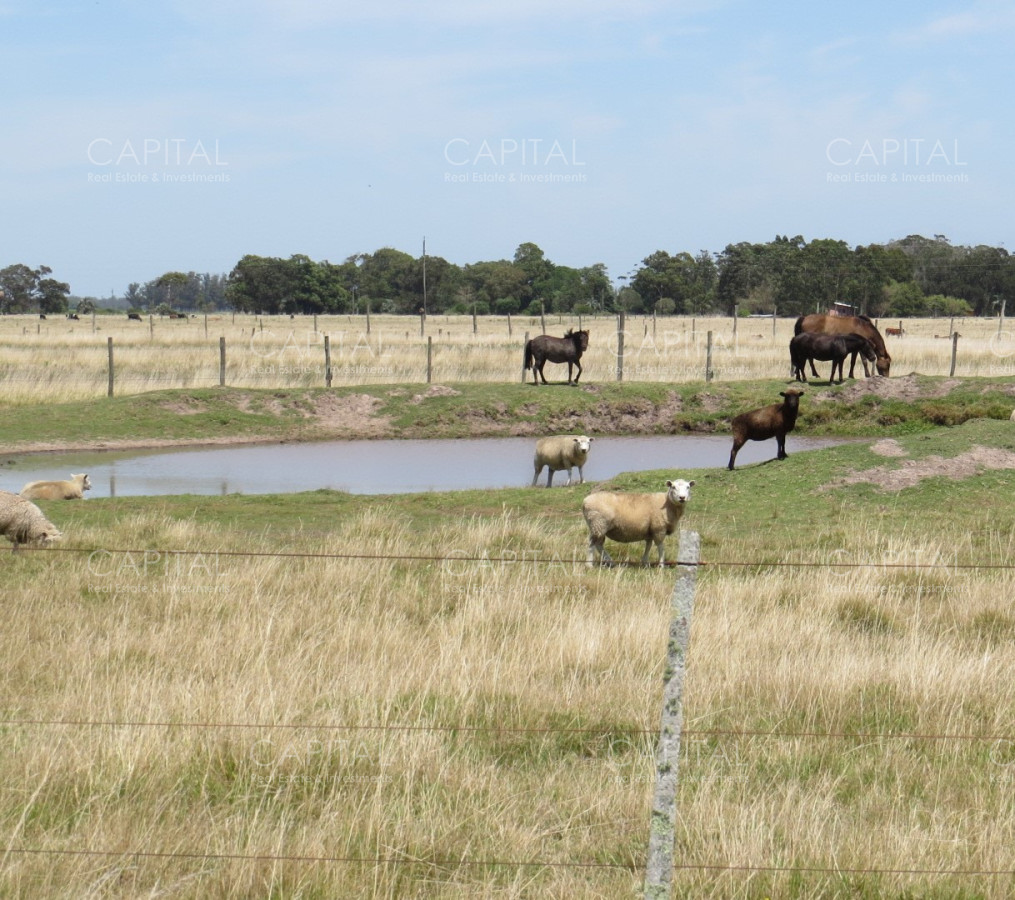 Chacra ID.39479 - Chacra de 5 has zona club de Polo - La Paloma 