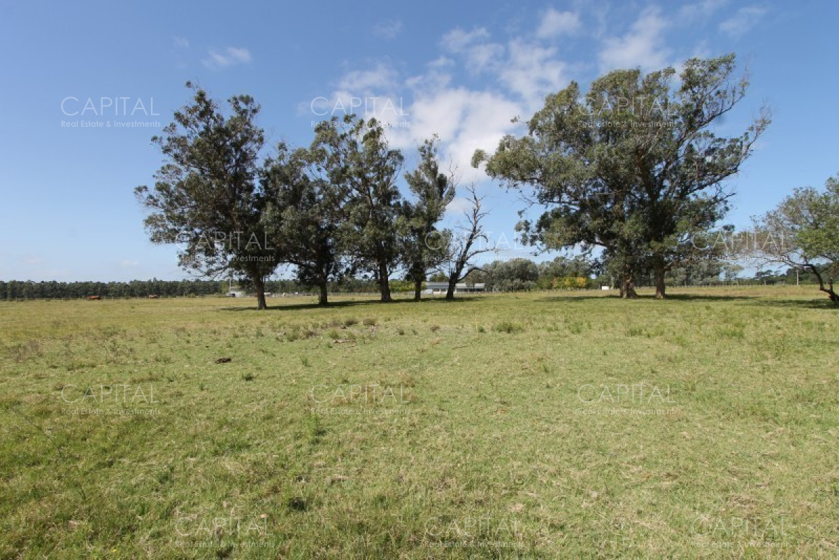 Chacra ID.36637 - Excepcional Chacra 12 HAS en Narbona