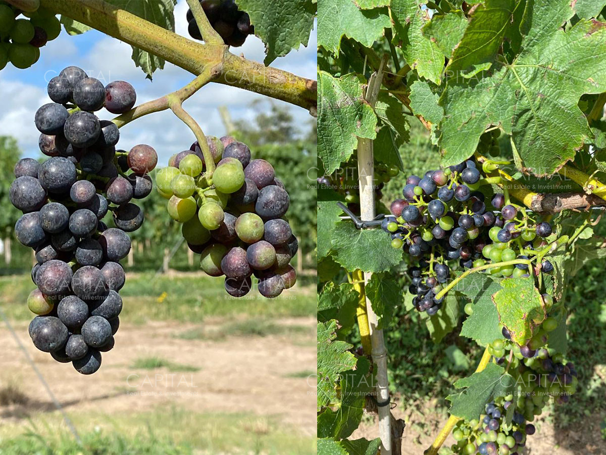 Chacra ID.37799 - CHACRAS Vilaró 