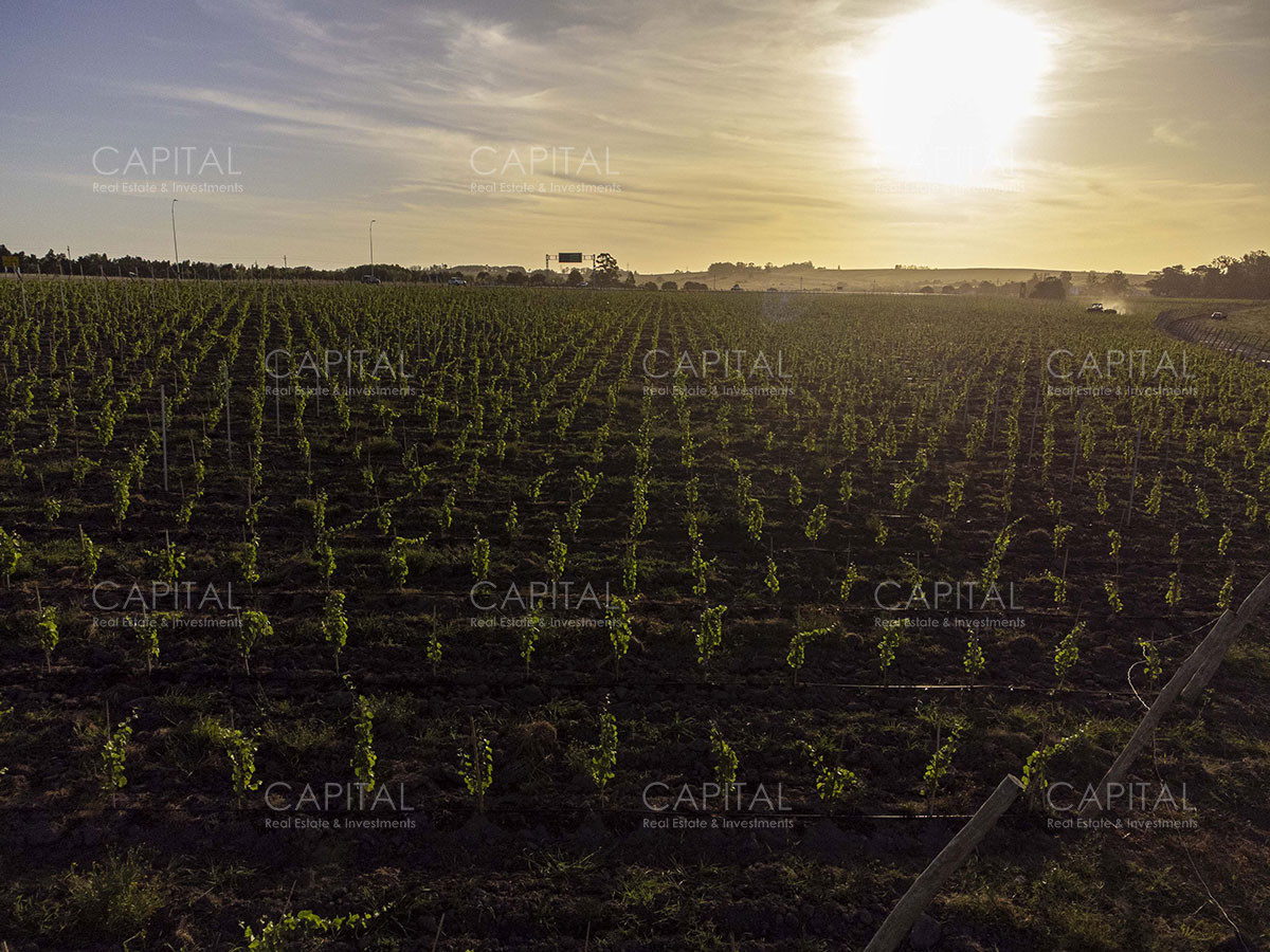 Chacra ID.37799 - CHACRAS Vilaró 