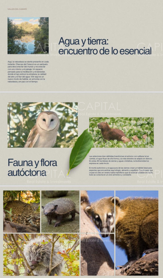 Chacra ID.38785 - Chacras de 3 has Sierra de los Caracoles 