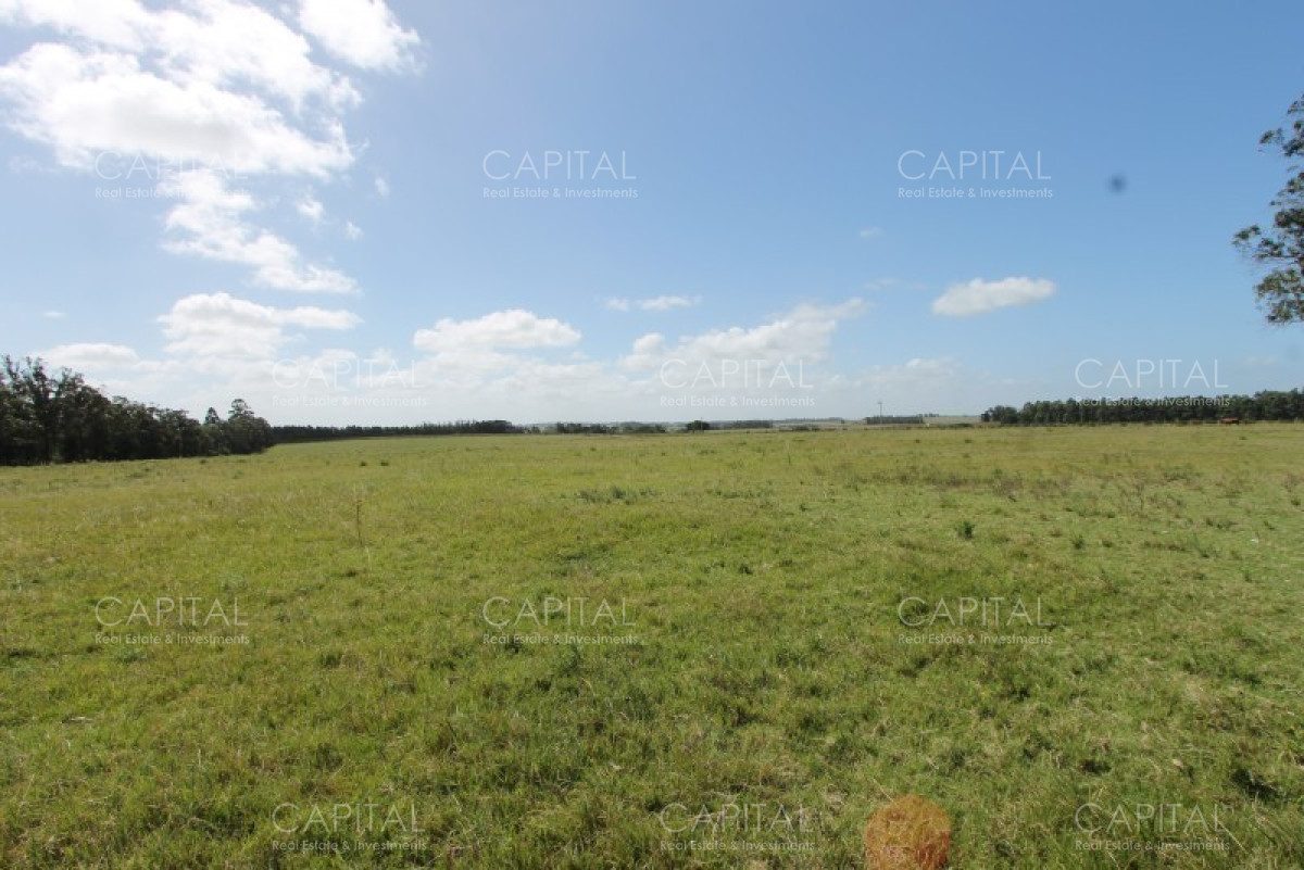 Chacra ID.36637 - Excepcional Chacra 12 HAS en Narbona