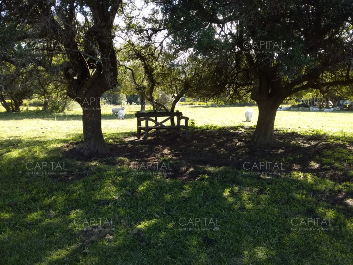 Chacra ID.31247 - Chacra en Ruta 39, en venta