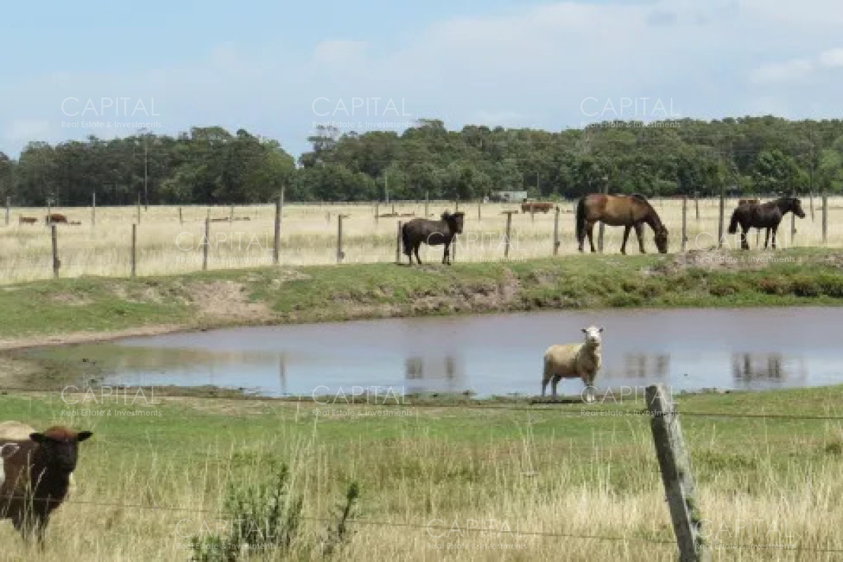 Chacra ID.39479 - Chacra de 5 has zona club de Polo - La Paloma 