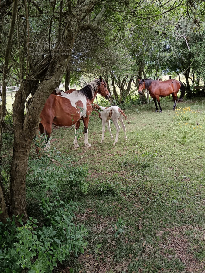 Chacra ID.37396 - CHACRA de 2 HAS.  a 200m de ruta 9 