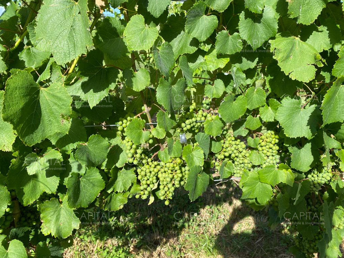 Chacra ID.37799 - CHACRAS Vilaró 