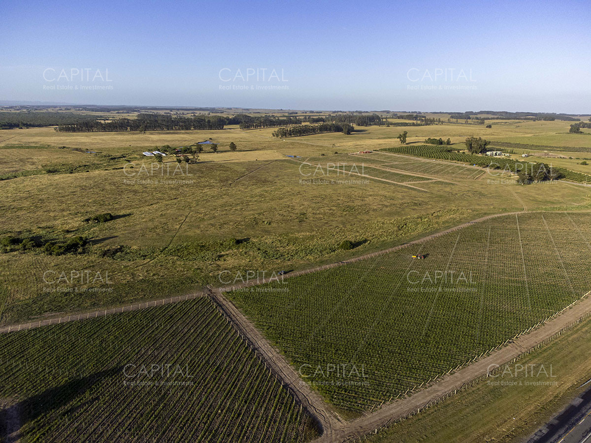 Chacra ID.37799 - CHACRAS Vilaró 