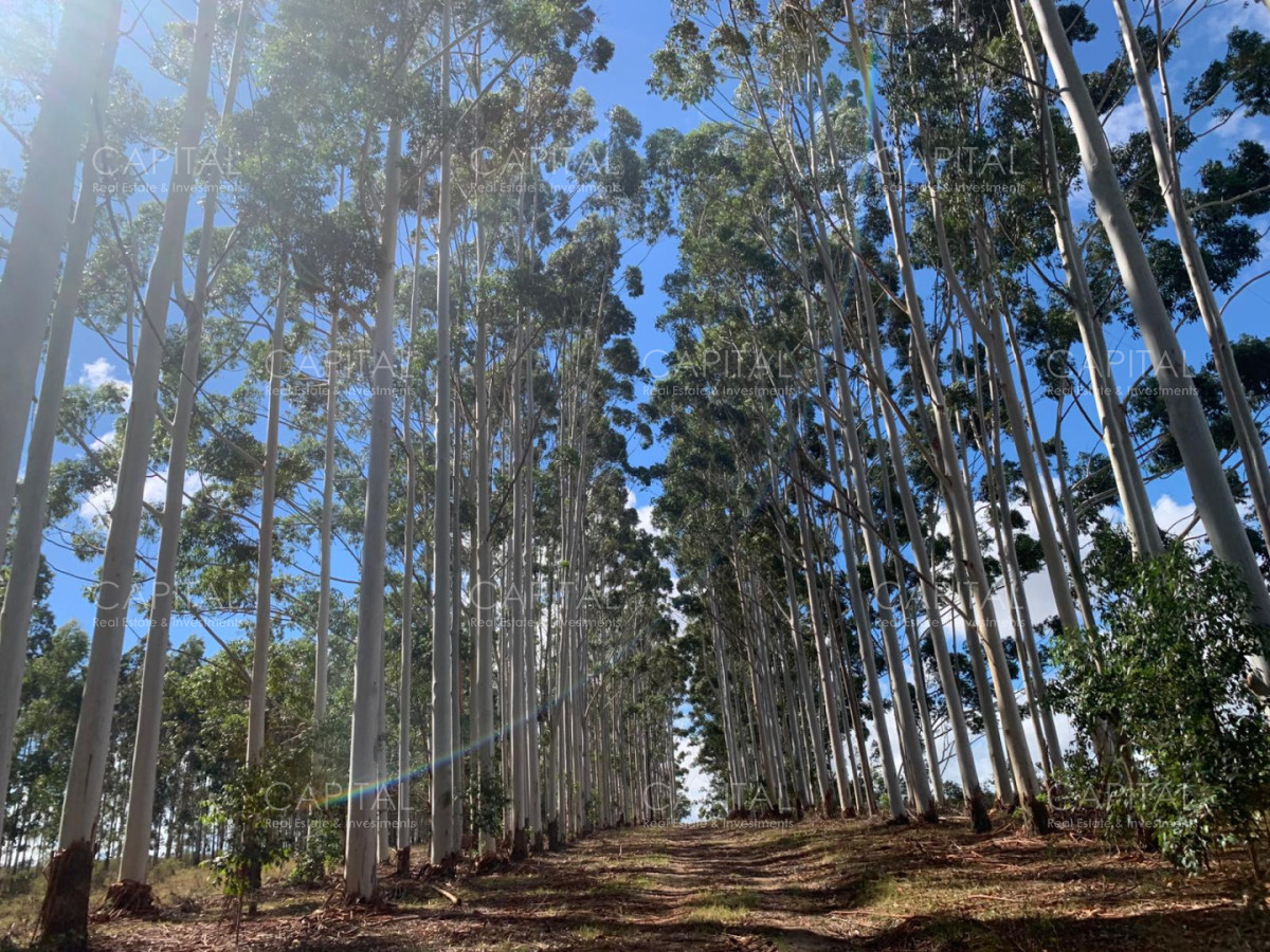 Chacra ID.39820 - Chacra de 31 has José Ignacio 