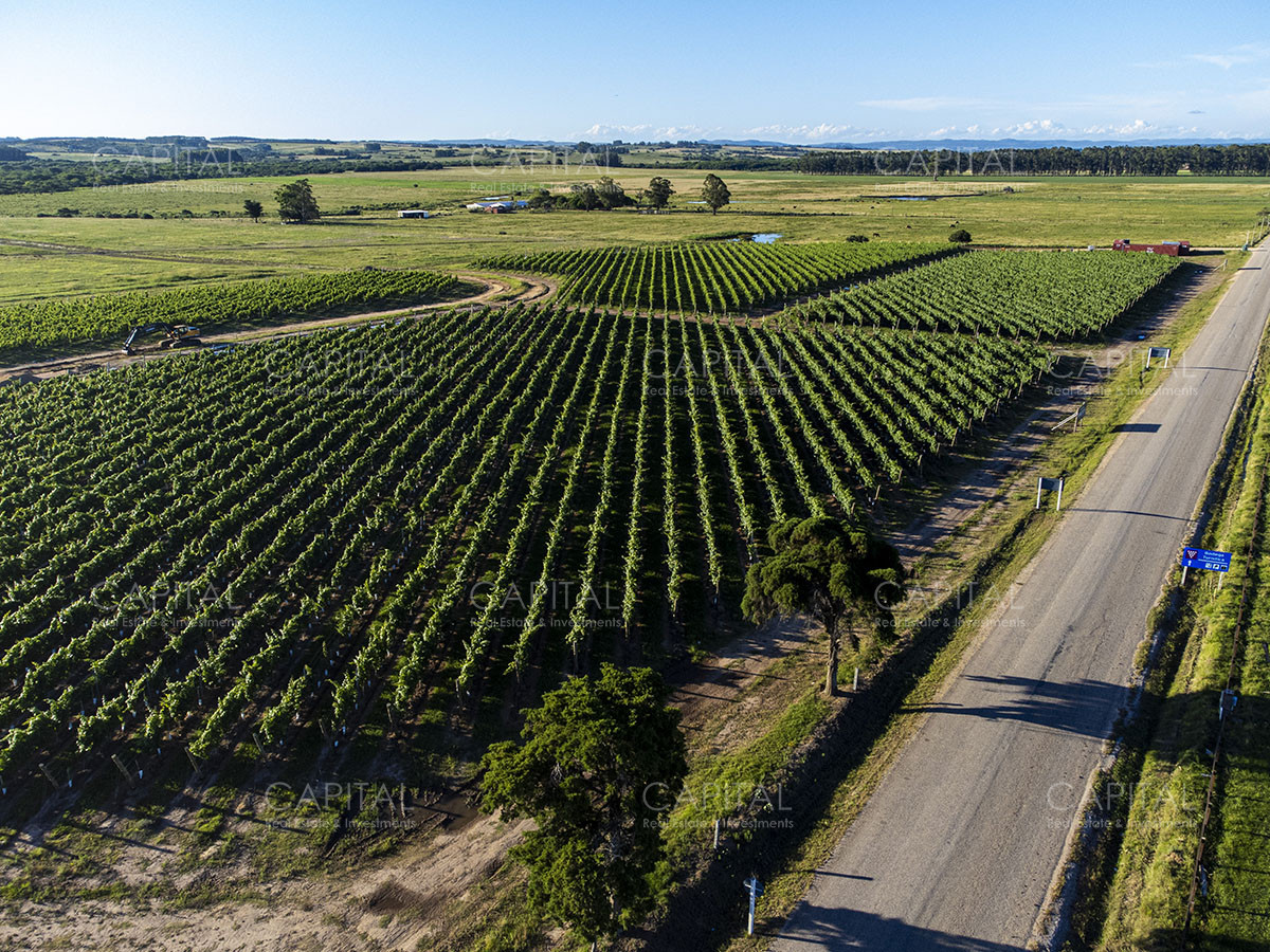 Chacra ID.37799 - CHACRAS Vilaró 