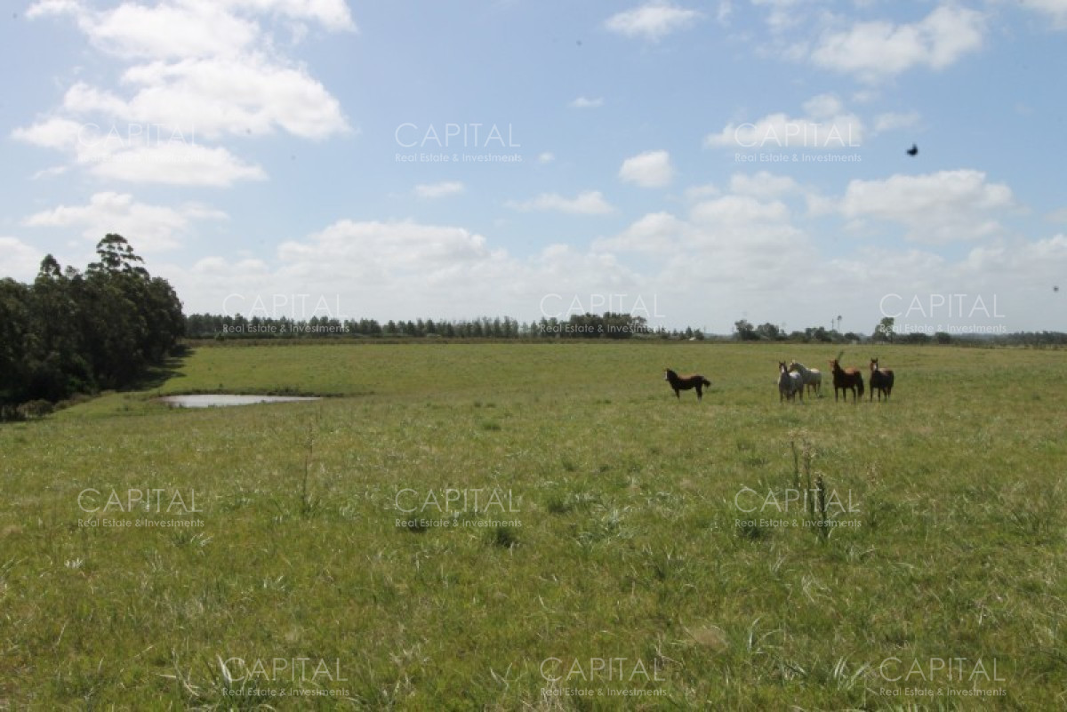 Chacra ID.36637 - Excepcional Chacra 12 HAS en Narbona