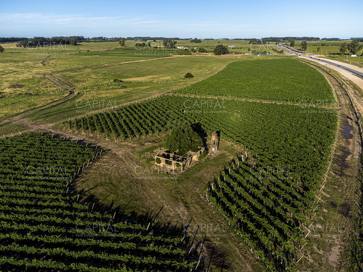 Chacra ID.37799 - CHACRAS Vilaró 