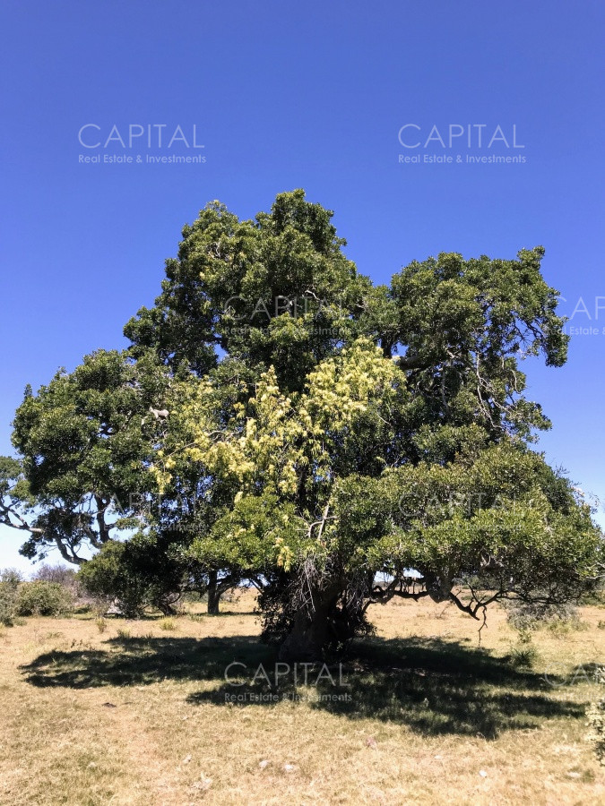 Chacra ID.29940 - Chacra en El Caracol - Garzon 108 Has, en venta