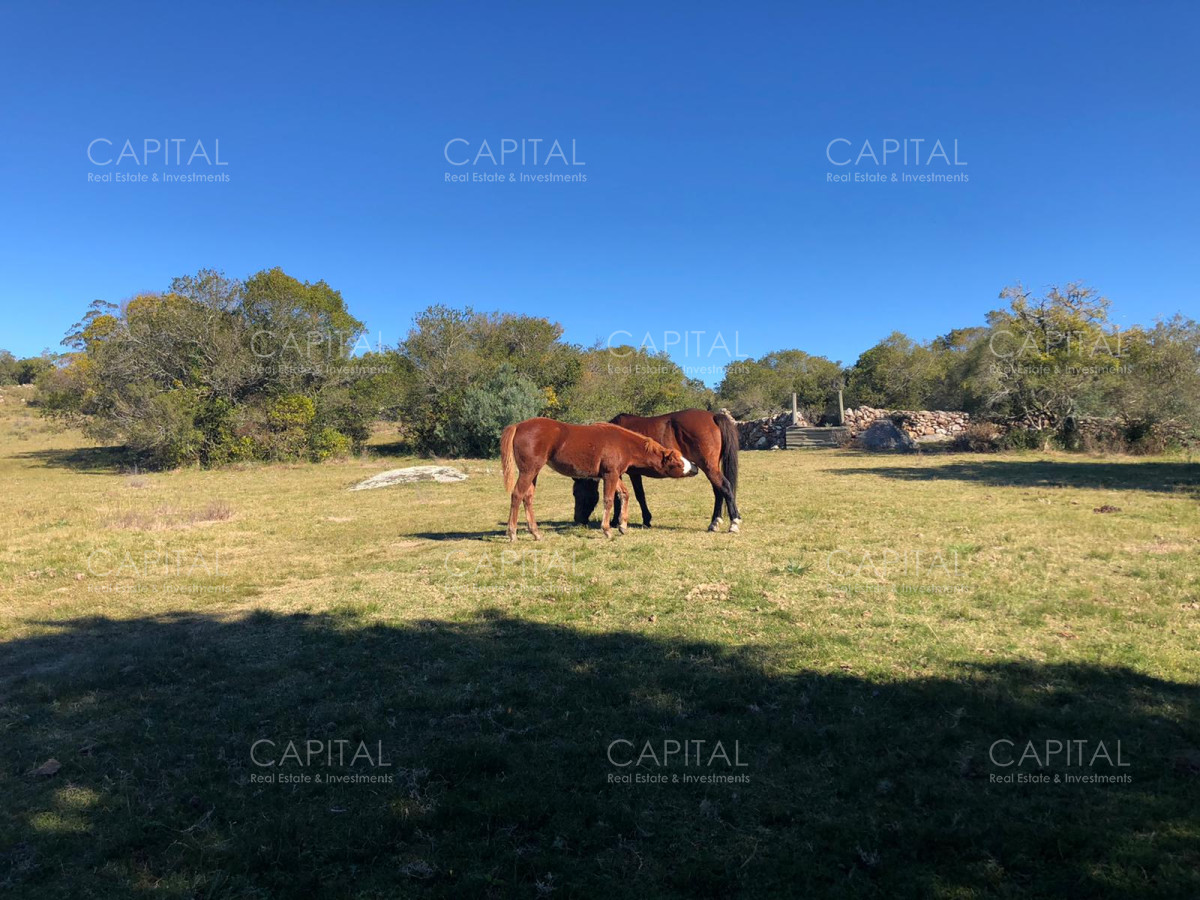 Chacra ID.31247 - Chacra en Ruta 39, en venta