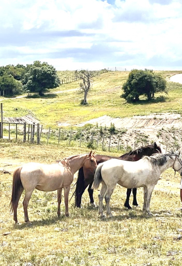 Chacra ID.37859 - Chacra en venta de 5 hectáreas 