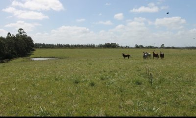 Excepcional Chacra 12 HAS en Narbona