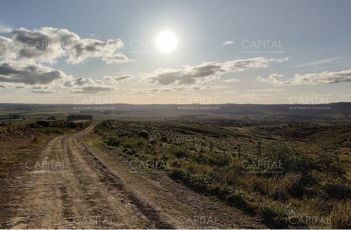 Campo ganadero 300 has Rocha  - CCP39638P