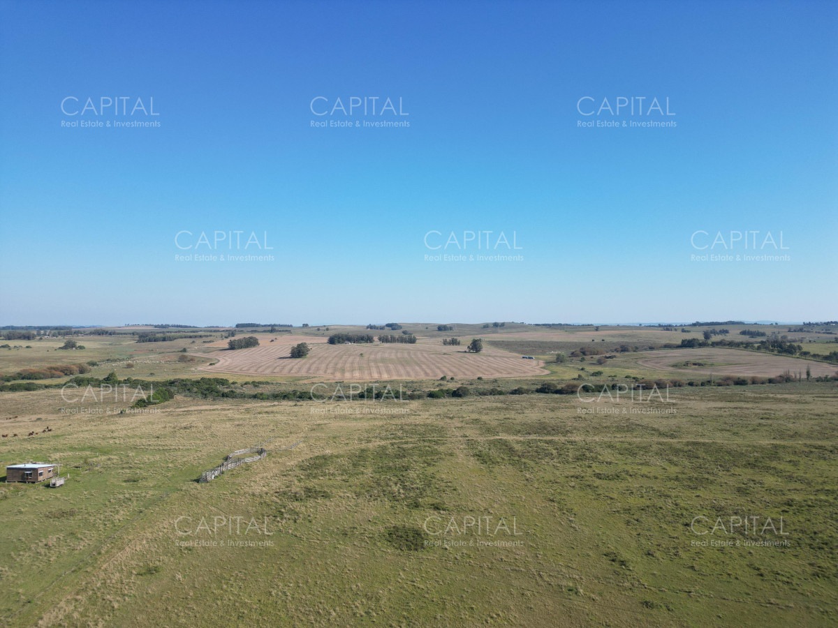 Campo +100 has -  - CCP38267P