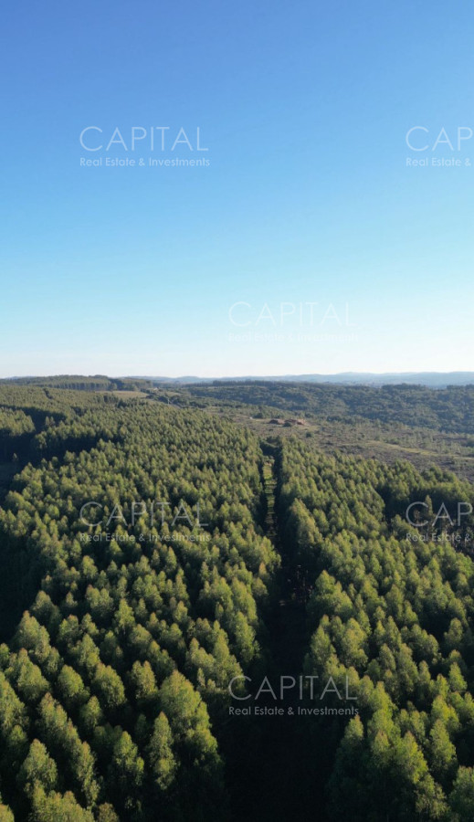 EN EXCLUISVA CAMPO EN VENTA GANADERO con potencial FORESTAL 390 has  - CCP39362P
