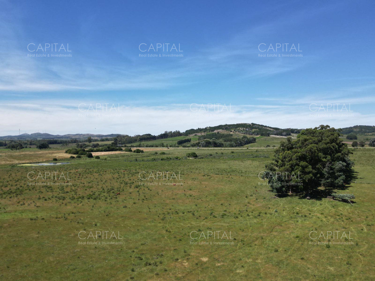 Campo Ref.37301 - ESPECTACULAR CAMPO DE 124 has . LAGUNA DEL SAUCE 
