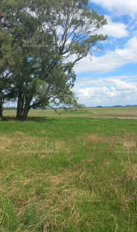 Campo Ref.37561 - CAMPO AGRÍCOLA - GANADERO + de 3000 has - Cerro Largo