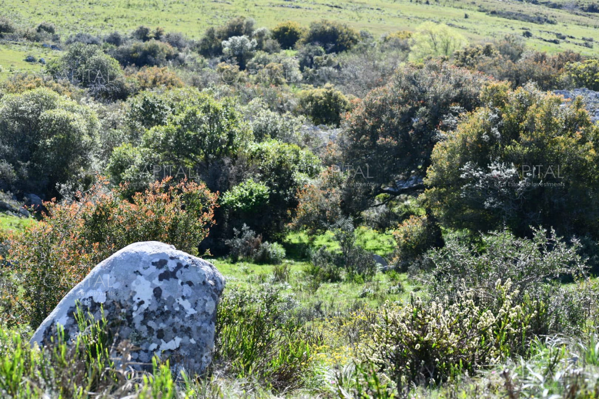 Campo Ref.37865 - Campo 78has. ganadero-turístico Ruta 60