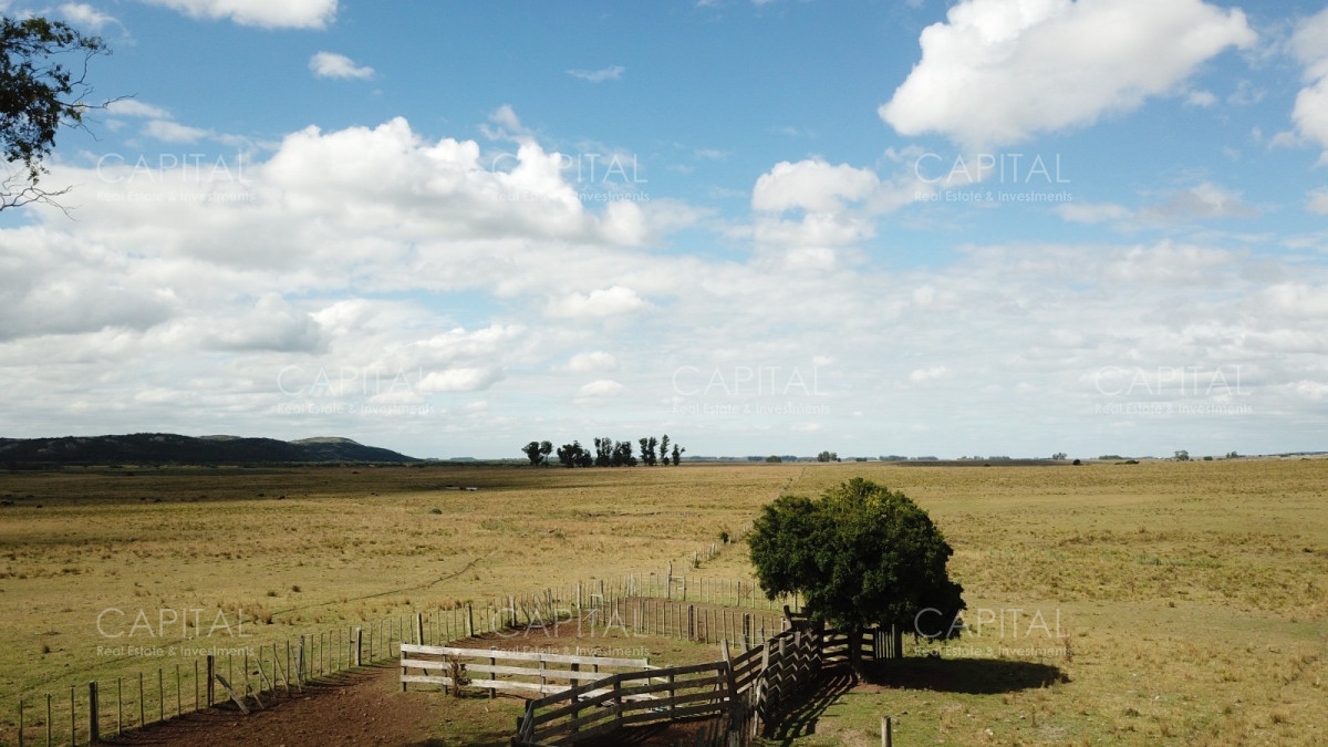 Campo Ganadero en Venta de 270 has en Aigua  - CCP40374P