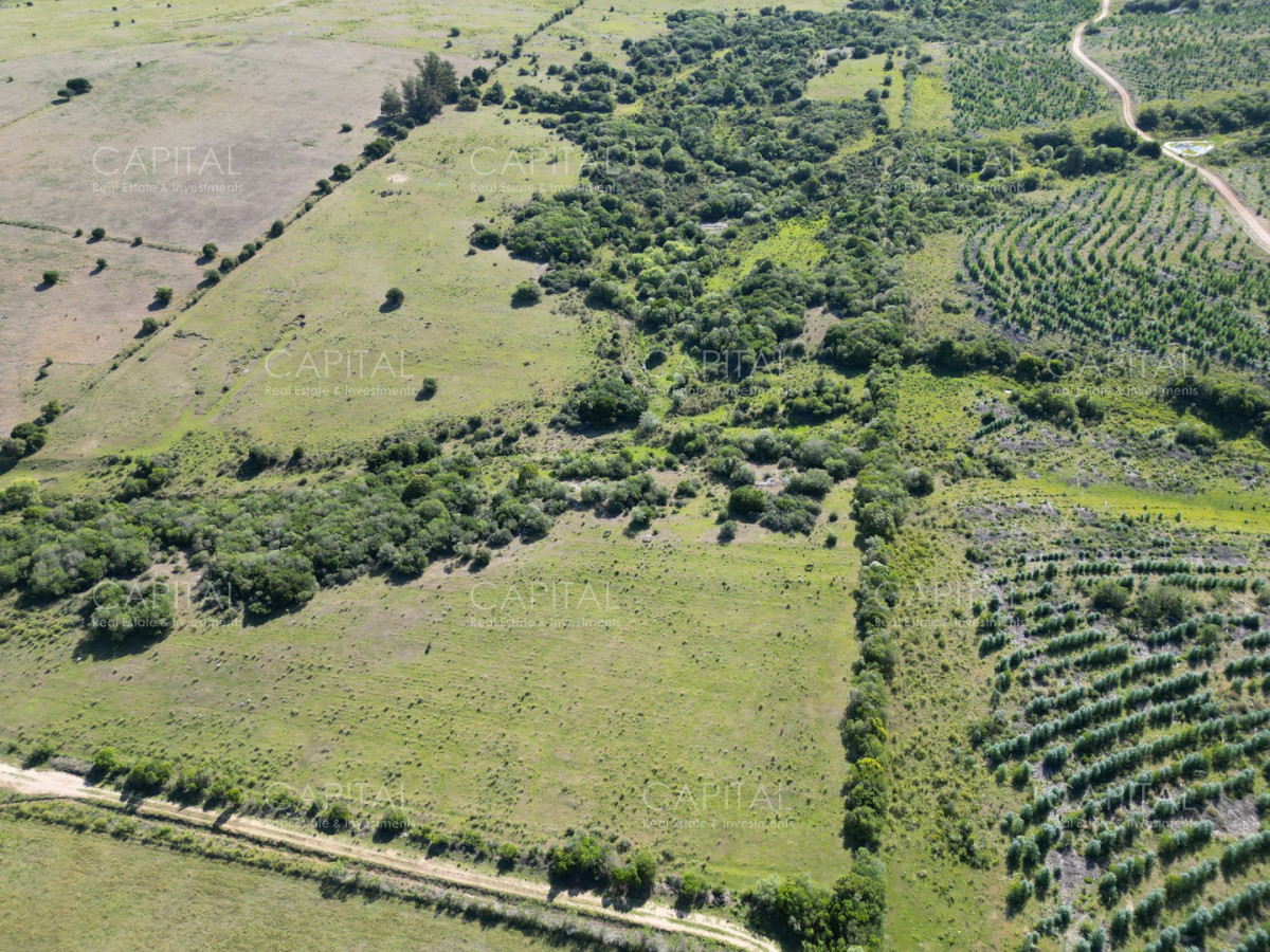 Campo Ref.39644 - Campo en venta Pueblo Edén 69 has 