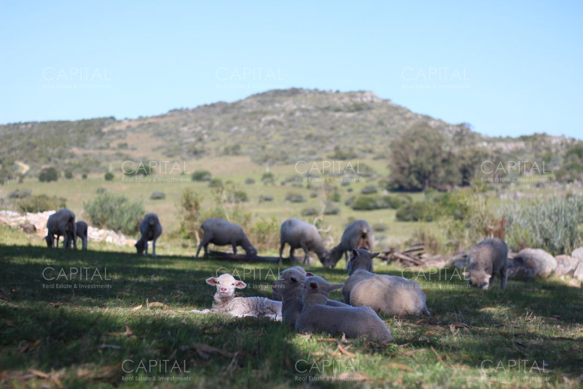 Campo Ref.37919 - Pintoresco Campo en venta con ubicación y entorno privilegiado
