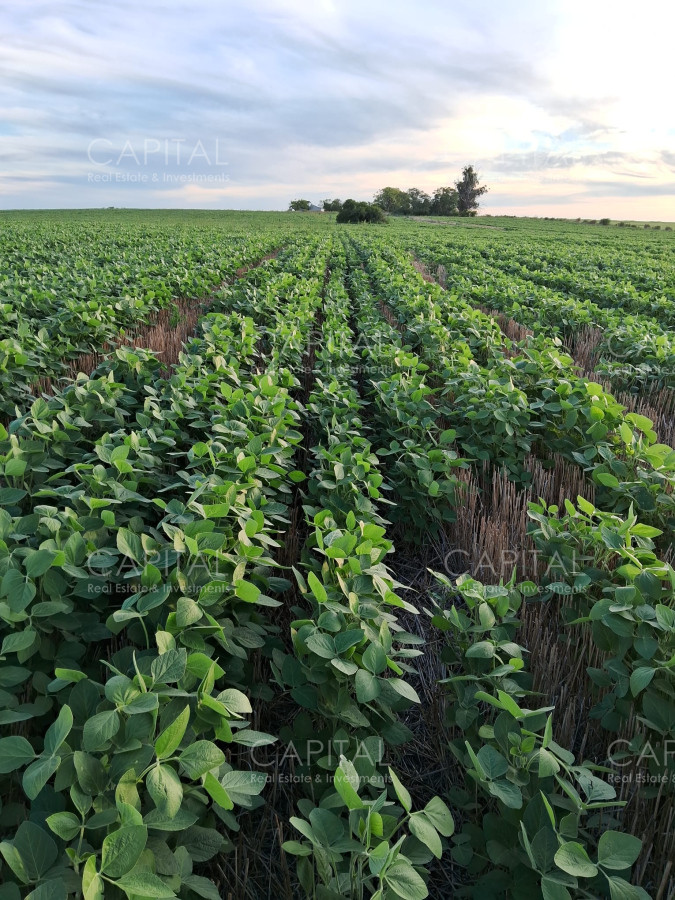 Campo Ref.37245 - Campo agrícola Canelones