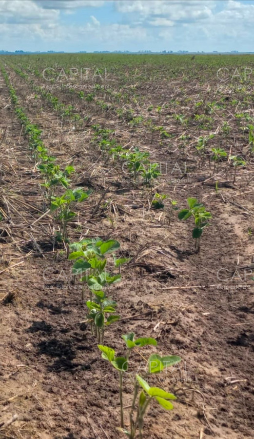 Campo Ref.37561 - CAMPO AGRÍCOLA - GANADERO + de 3000 has - Cerro Largo