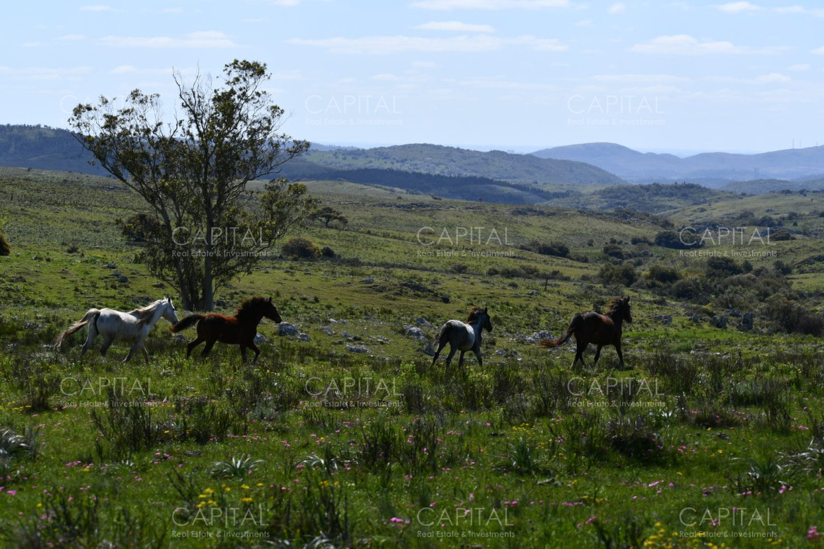 Campo Ref.37865 - Campo 78has. ganadero-turístico Ruta 60