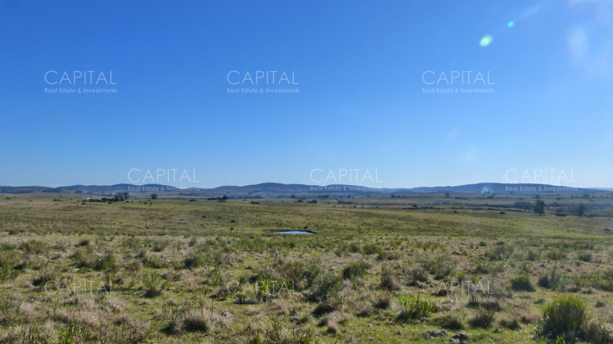 Campo Ref.33123 - Campo ganadero a 20km de San Carlos