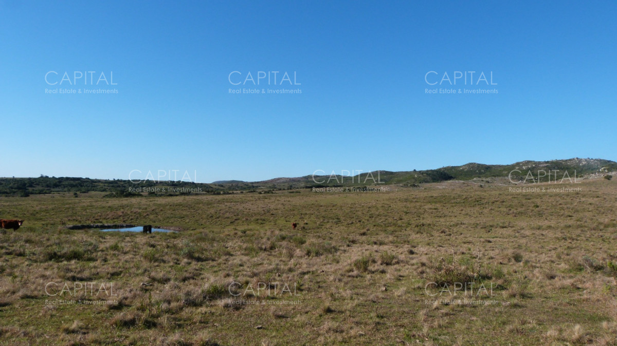 Campo Ref.33123 - Campo ganadero a 20km de San Carlos