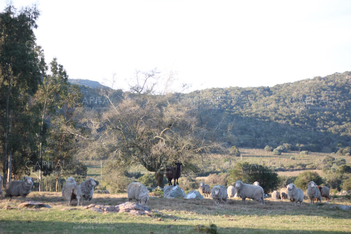 Campo Ref.37919 - Pintoresco Campo en venta con ubicación y entorno privilegiado
