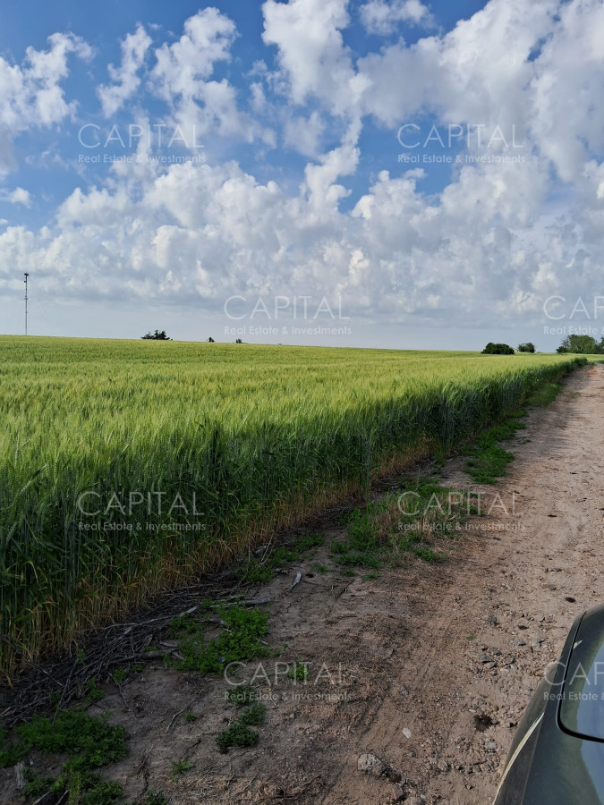 Campo Ref.37245 - Campo agrícola Canelones