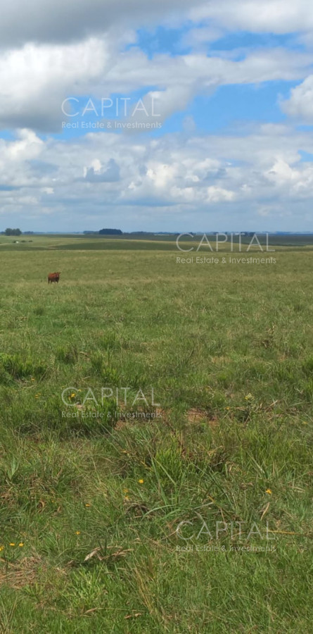 Campo Ref.37561 - CAMPO AGRÍCOLA - GANADERO + de 3000 has - Cerro Largo