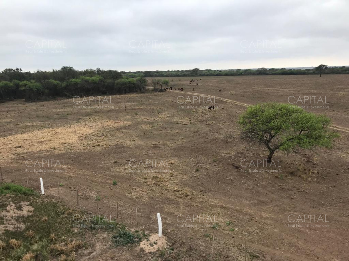 Campo Ref.28995 - Venta de Campo Agrícola en Córdoba con 40 hectáreas sembradas con Maíz Nidera 48-12
