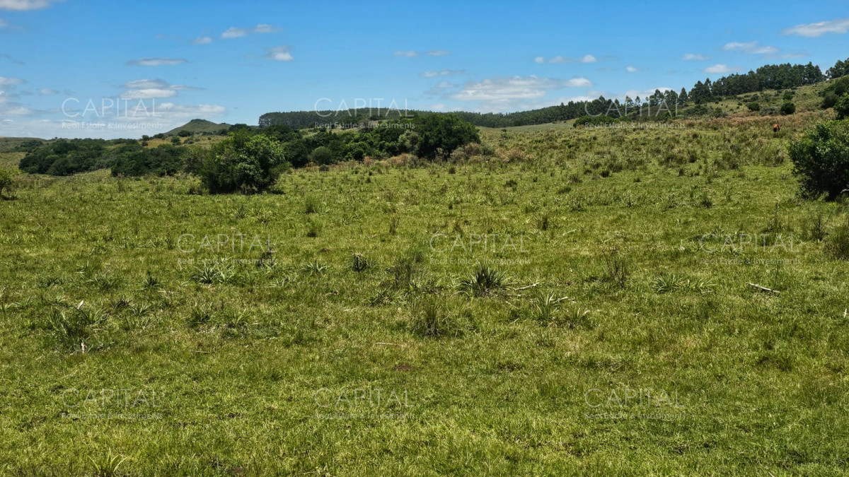 Campo Ref.38588 - OPORTUNIDAD Campo criador 370 Has - Treinta y Tres 